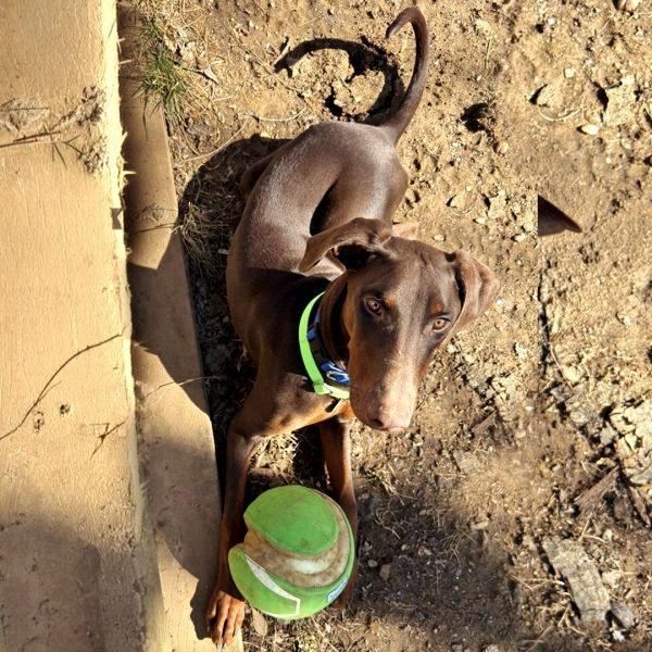 Enlarge Sebastian, a ADOPTABLE Doberman Pinscher in Arlington, VA image 2/3