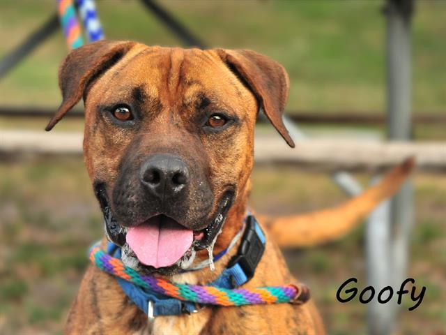 GOOFY, Adoptable, Adult Male Mixed Breed.