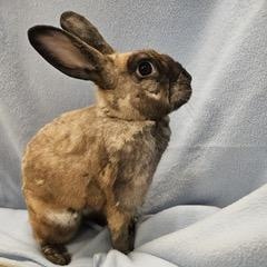 Cyndi Hauper, a Adoptable Bunny Rabbit image 3/6