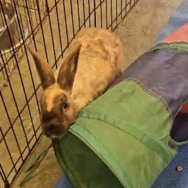 Cyndi Hauper, a Adoptable Bunny Rabbit image 4/6