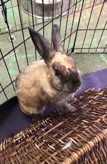 Cyndi Hauper, a Adoptable Bunny Rabbit image 2/6