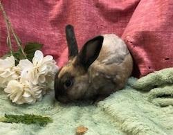 Cyndi Hauper, Adoptable, Young Female Bunny Rabbit.