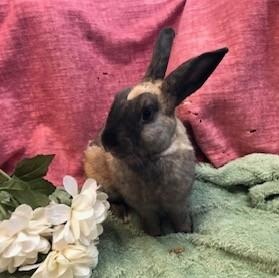 Cyndi Hauper, a Adoptable Bunny Rabbit image 5/6