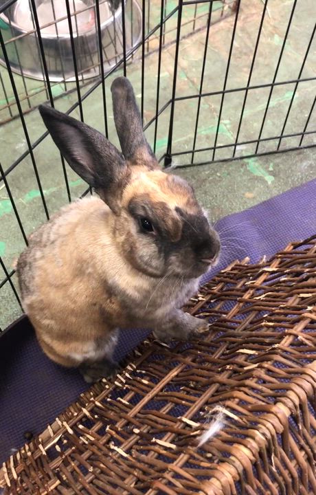 Enlarge Cyndi Hauper, a Adoptable Bunny Rabbit video 6/6