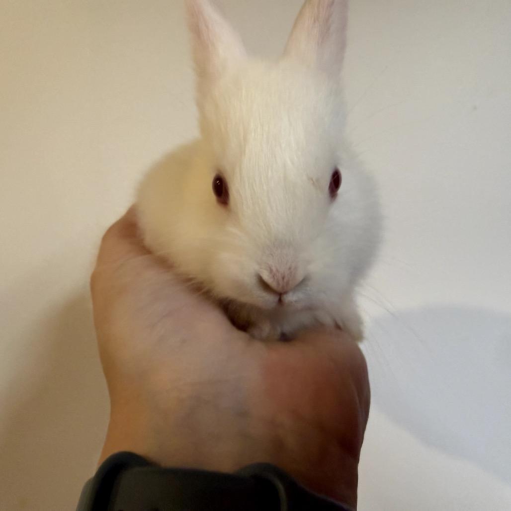 Enlarge Conejo, a Adoptable Bunny Rabbit in Gansevoort, NY image 1/1
