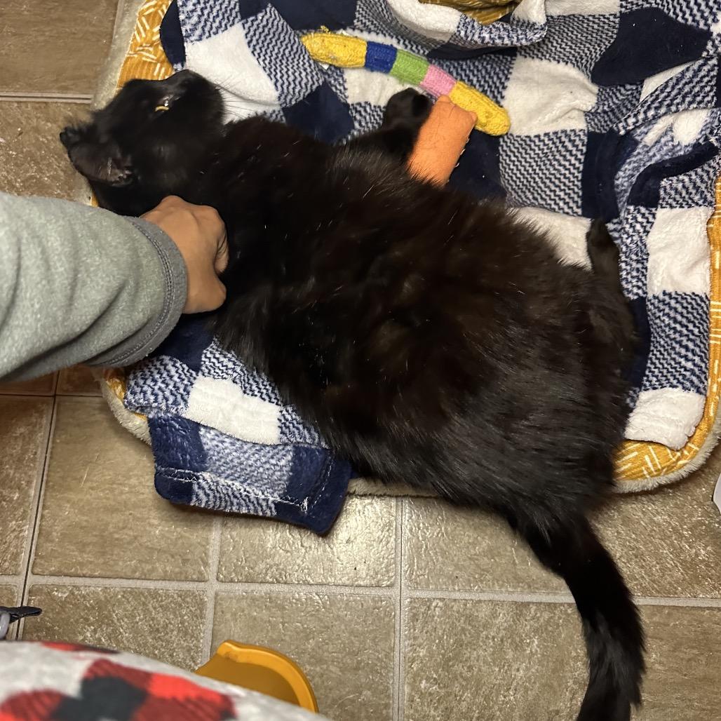 Enlarge Big Val, a Adoptable Domestic Short Hair in Middle Village, NY image 1/5