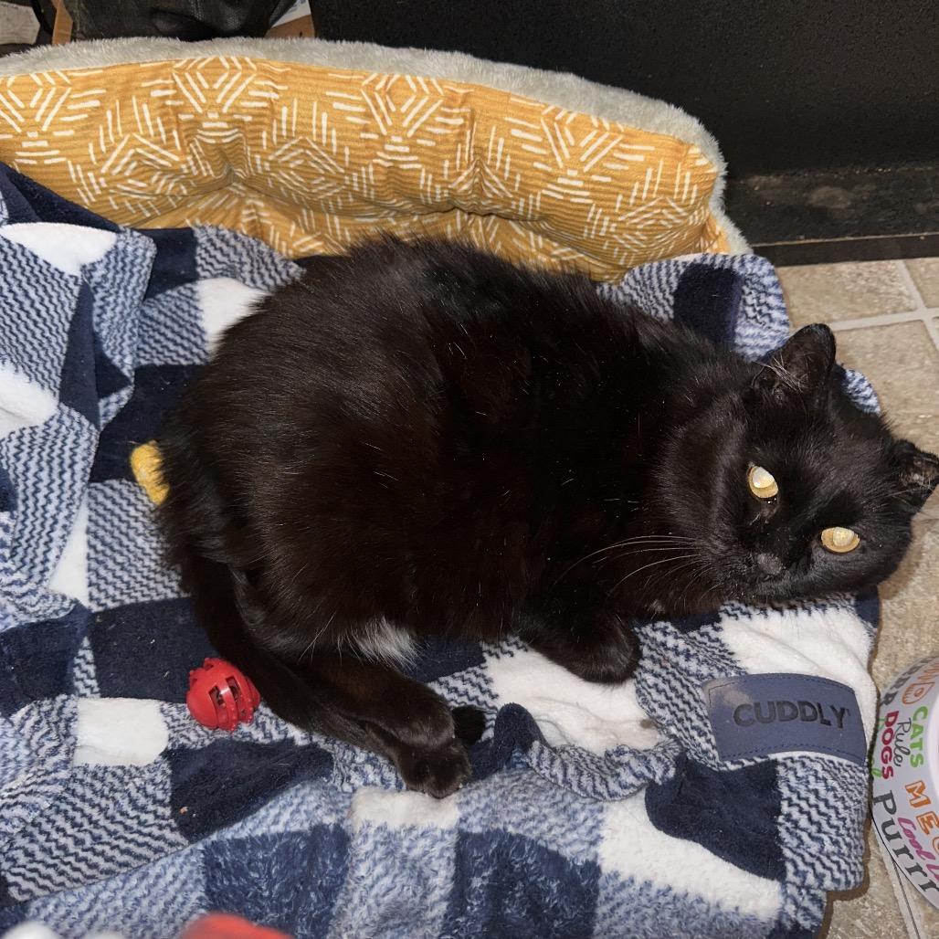 Enlarge Big Val, a Adoptable Domestic Short Hair in Middle Village, NY image 2/5