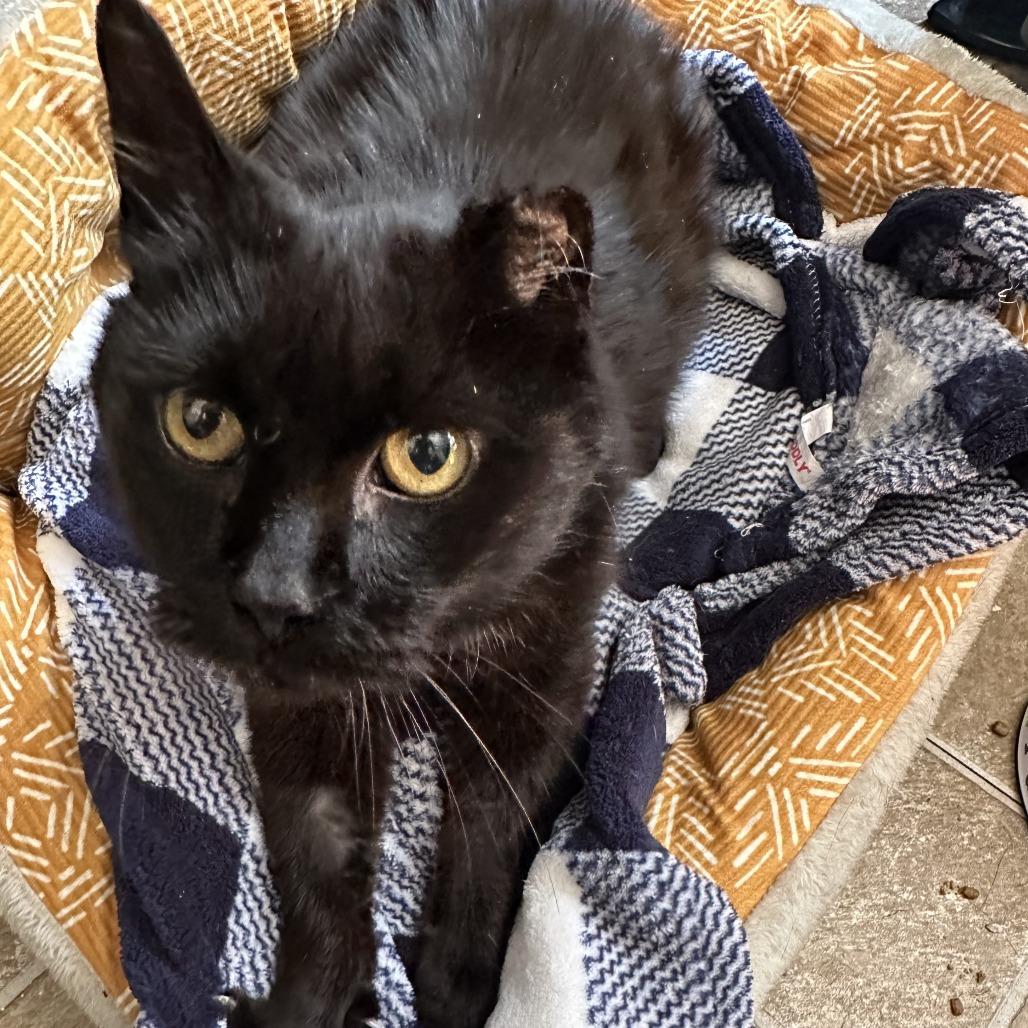 Enlarge Big Val, a Adoptable Domestic Short Hair in Middle Village, NY image 4/5