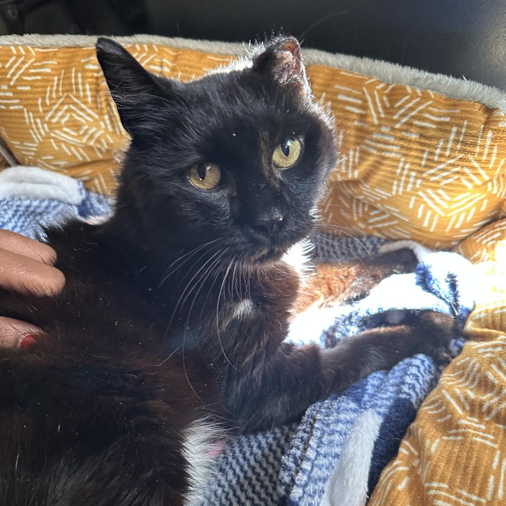 Enlarge Big Val, a Adoptable Domestic Short Hair in Middle Village, NY image 5/5