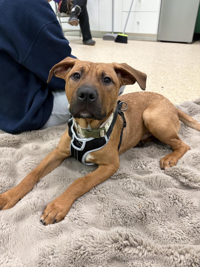 Barkley, Adoptable, Young Male Mixed Breed.