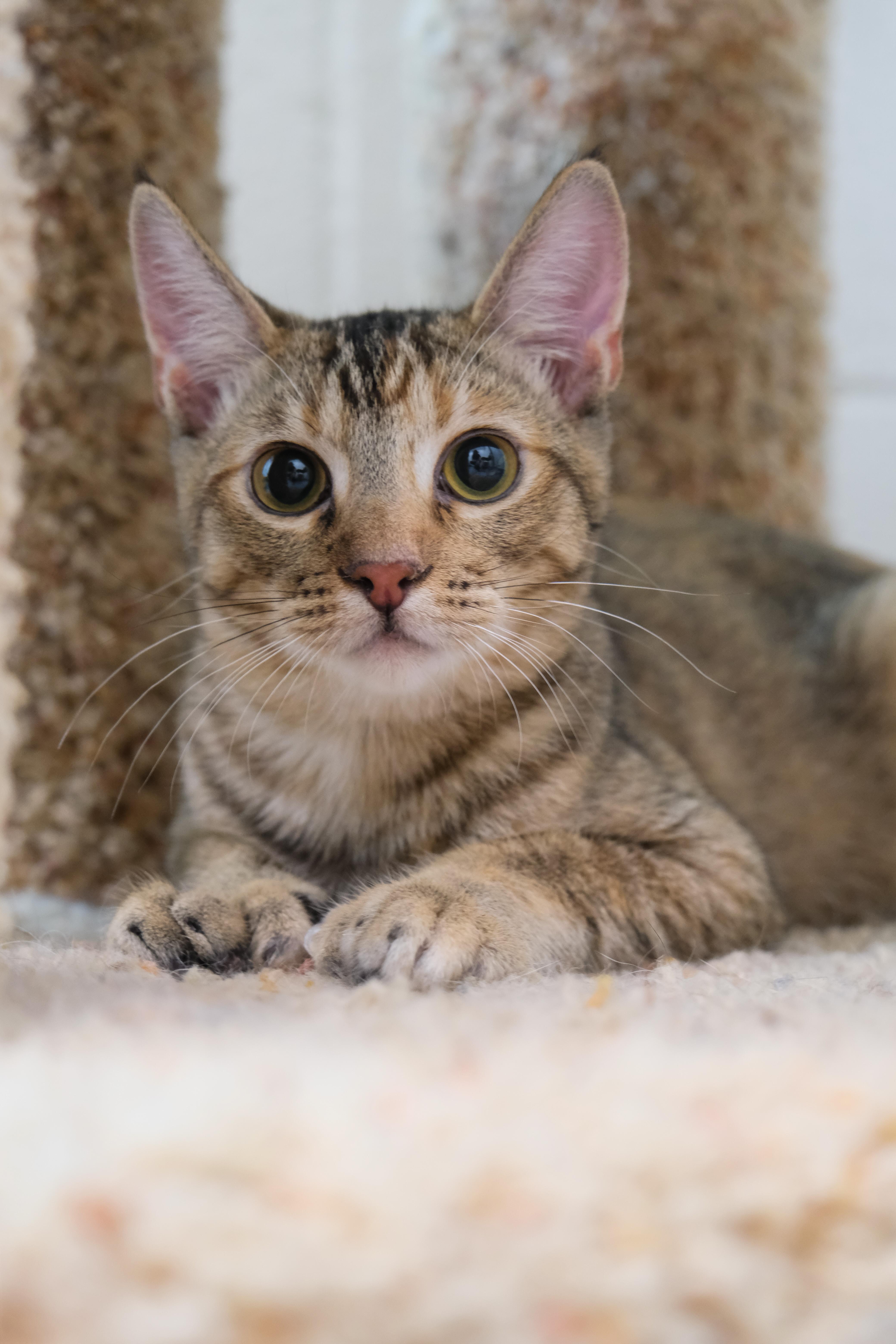 Mia, a Adoptable Domestic Short Hair in Newport Beach, CA image 5/5