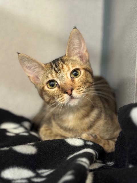 Mia, a Adoptable Domestic Short Hair in Newport Beach, CA image 4/5