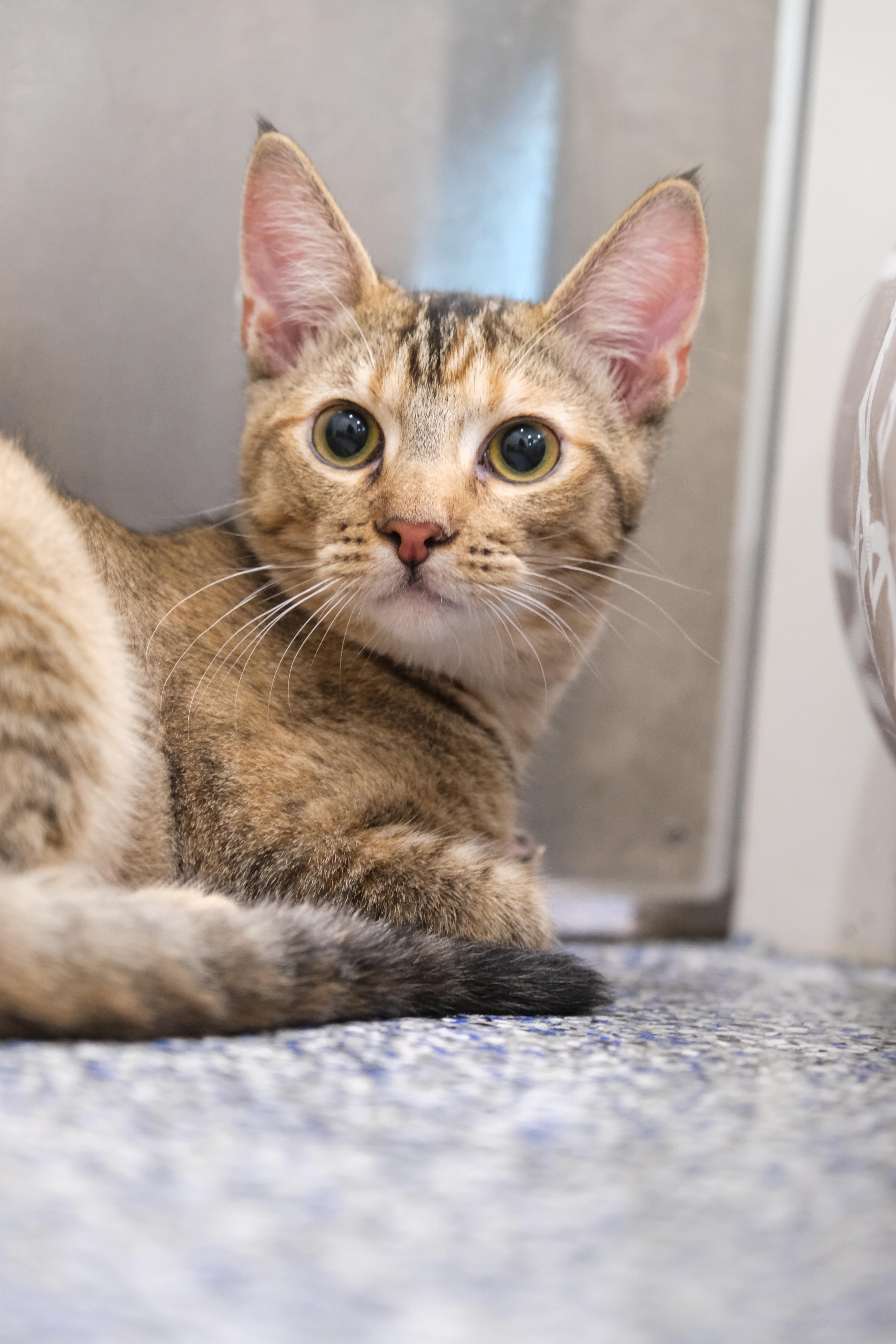 Mia, a Adoptable Domestic Short Hair in Newport Beach, CA image 2/5
