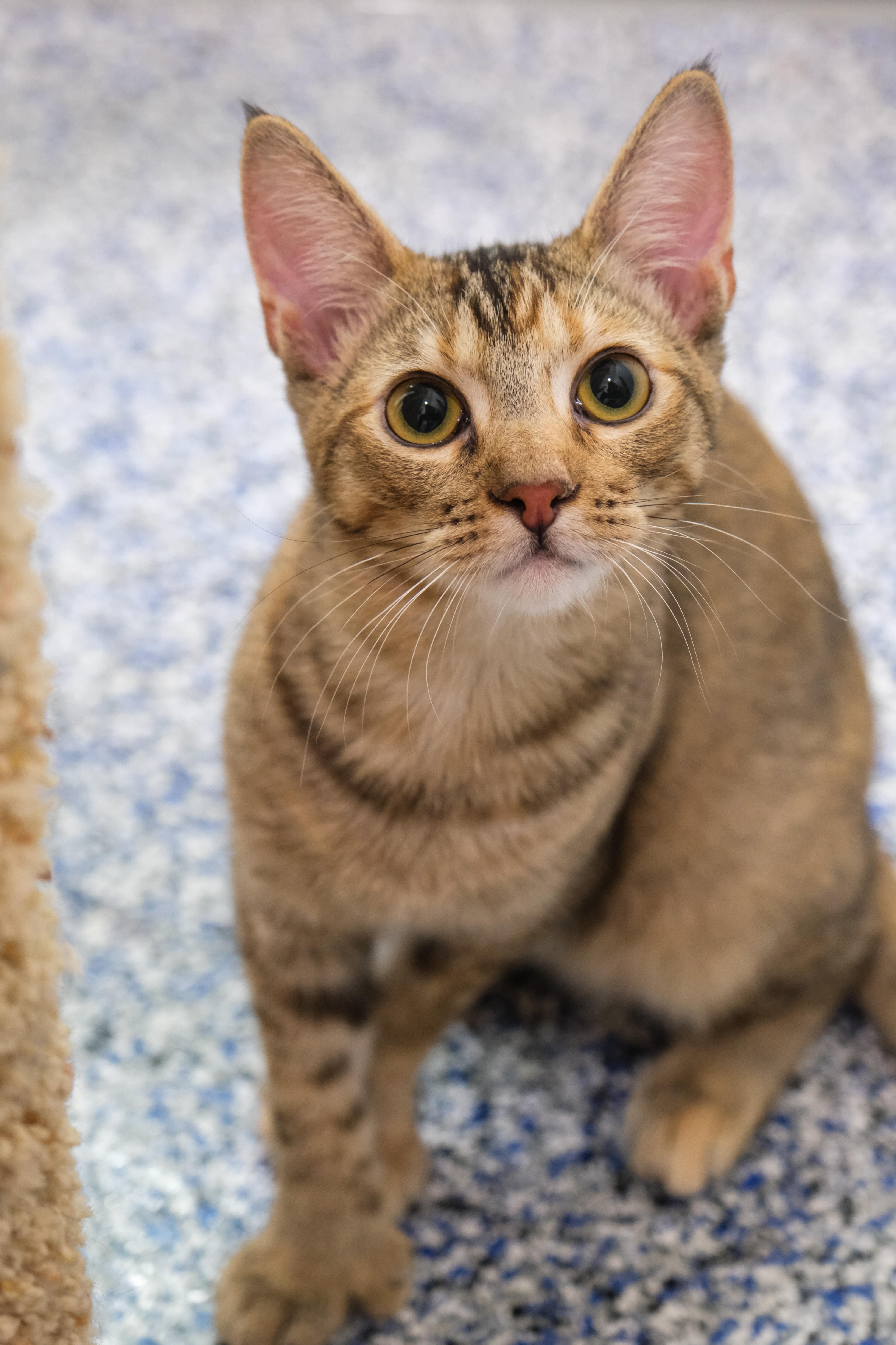 Mia, a Adoptable Domestic Short Hair in Newport Beach, CA image 3/5