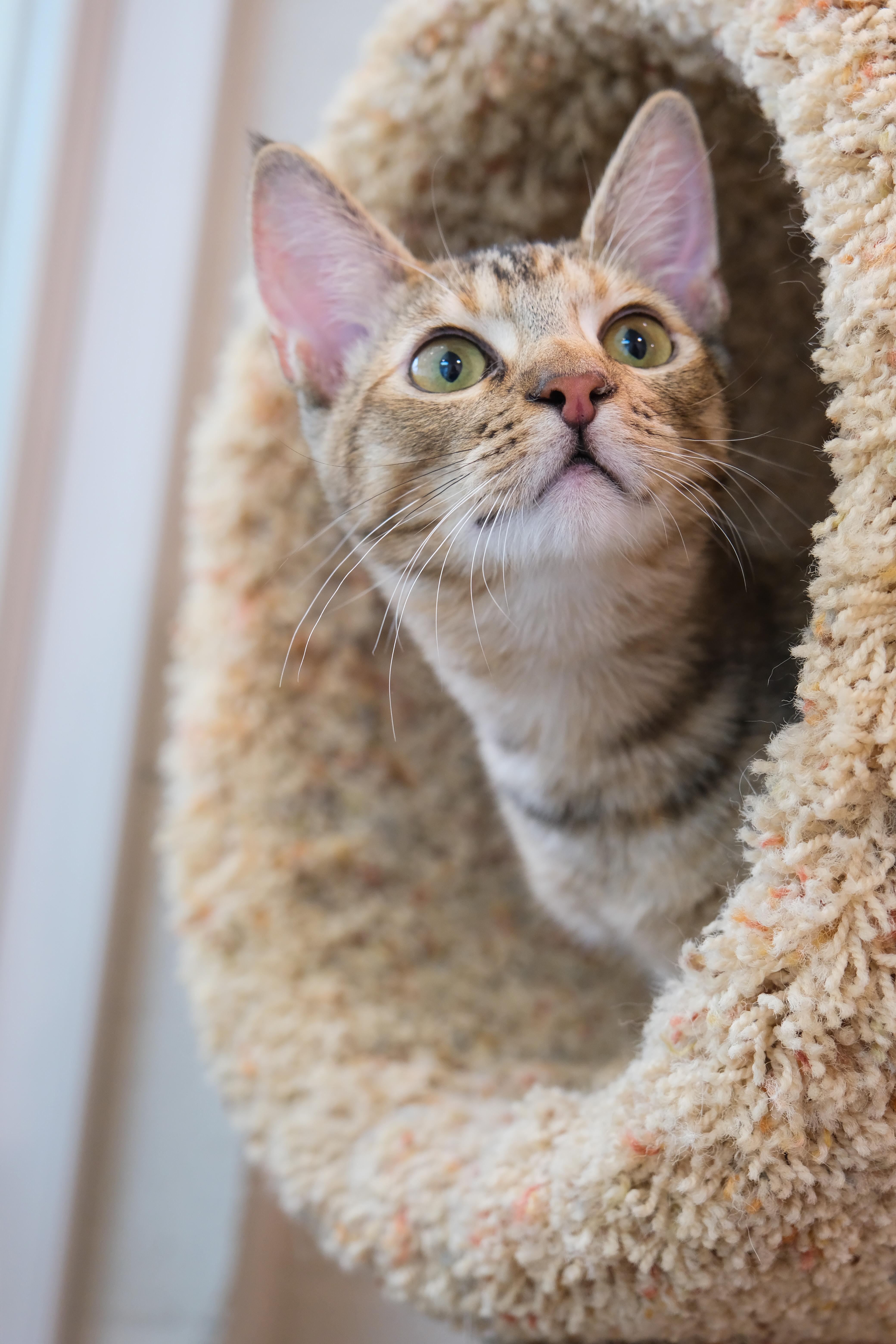 Mia, a Adoptable Domestic Short Hair in Newport Beach, CA image 1/5