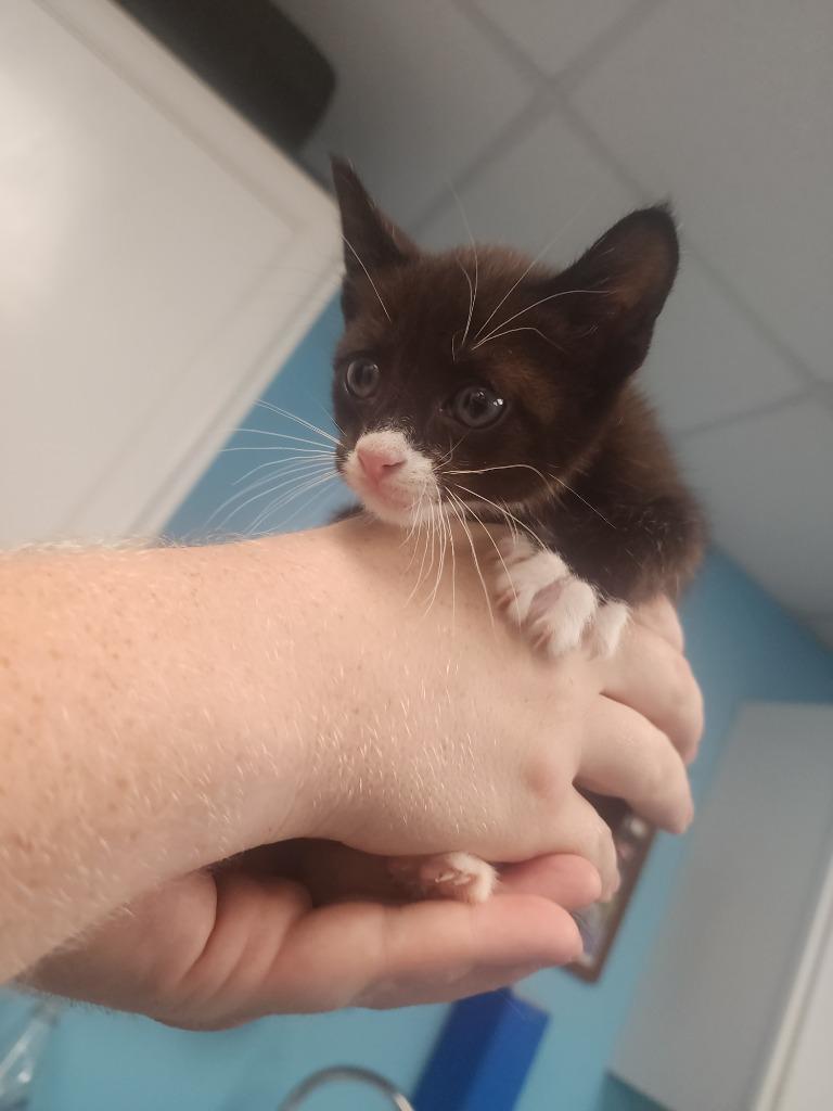 Delta, Adoptable, Kitten Male Domestic Short Hair.