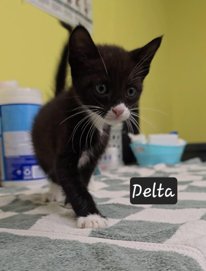 Delta, a Adoptable mixed breed in Maumelle, AR image 3/3