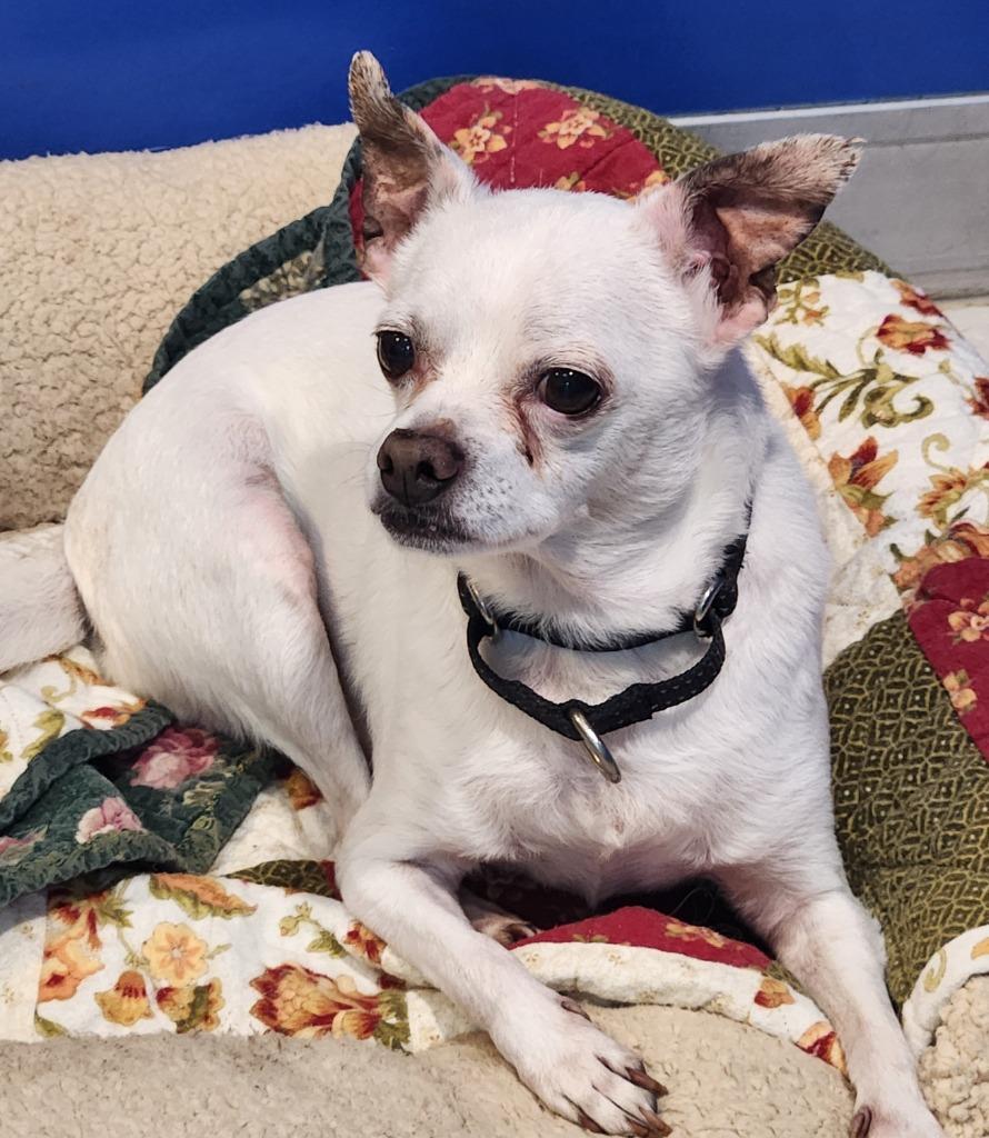 Dexter, a Adoptable Chihuahua in Walnutport, PA image 1/2