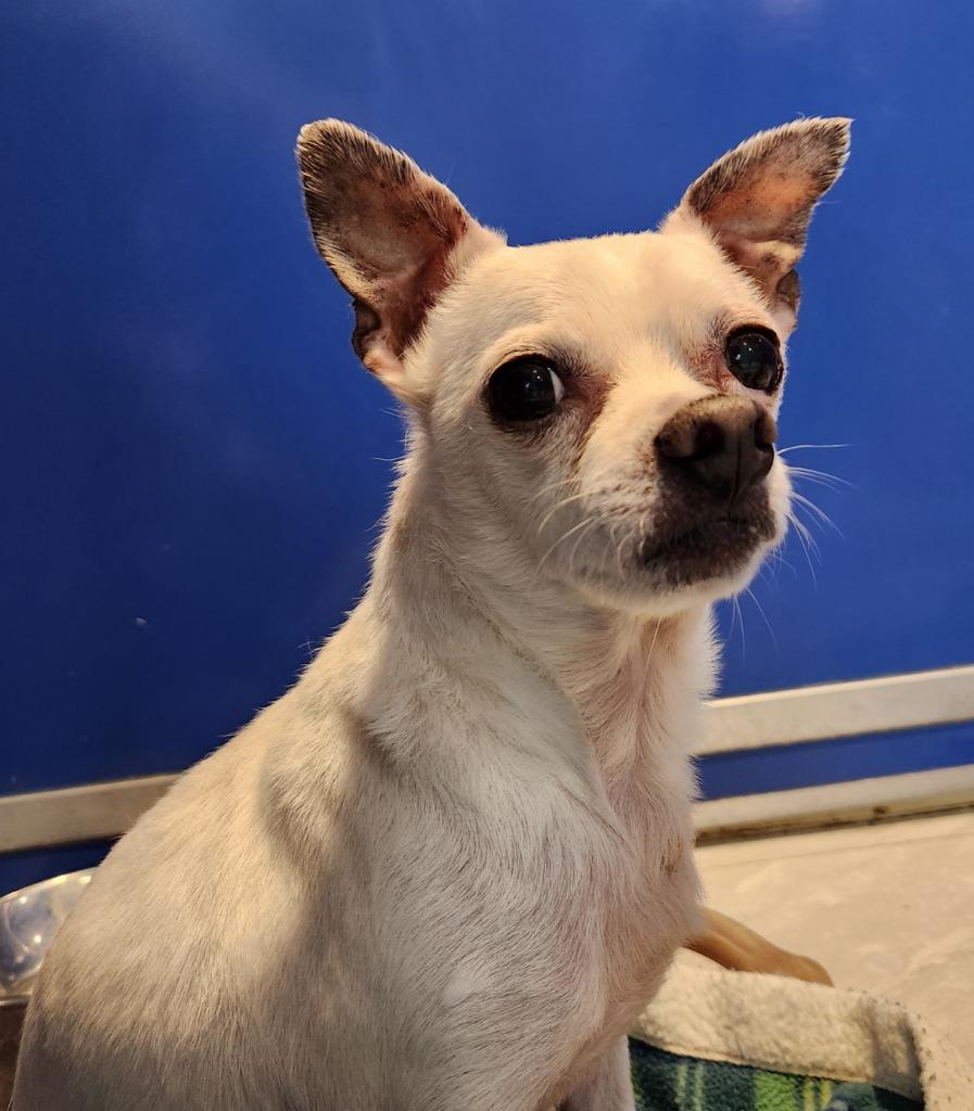 Enlarge Dexter, a Adoptable Chihuahua in Walnutport, PA image 1/1