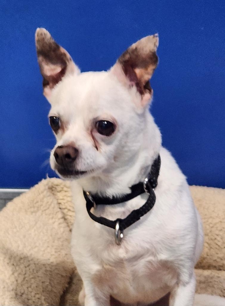 Dexter, a Adoptable Chihuahua in Walnutport, PA image 2/2
