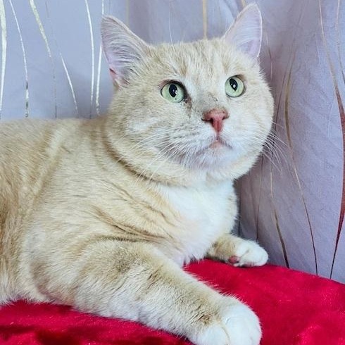 Meow Meow, a Adoptable Domestic Short Hair in Keene, NH image 4/5