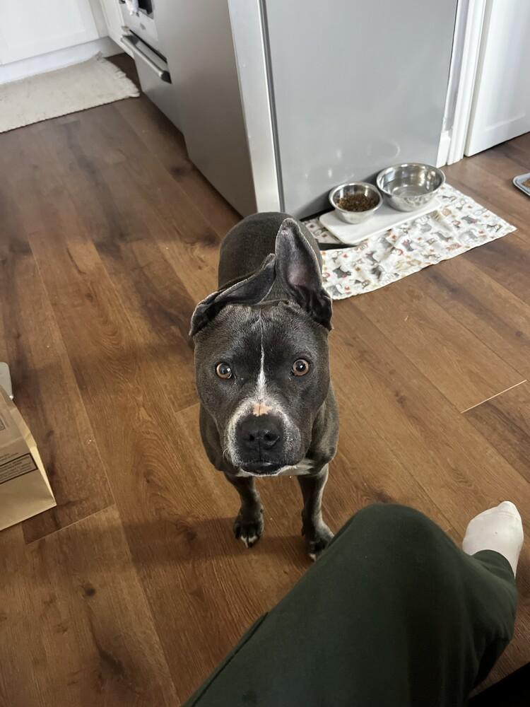 Bunny, Adoptable, Adult Female Mixed Breed.