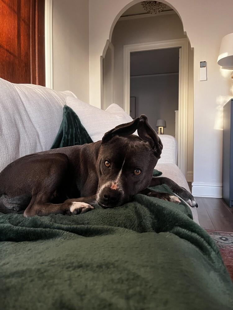 Enlarge Bunny, a Adoptable mixed breed in Denver, CO image 2/5