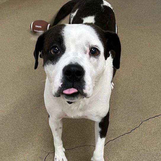 Clover, Adoptable, Adult Female American Staffordshire Terrier & Mixed Breed.