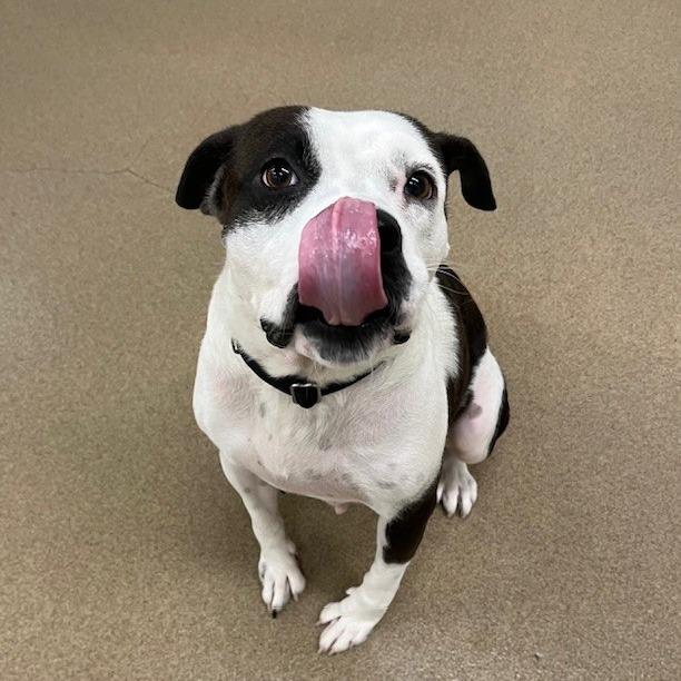 Clover, a Adoptable mixed breed in San Antonio, TX image 2/5