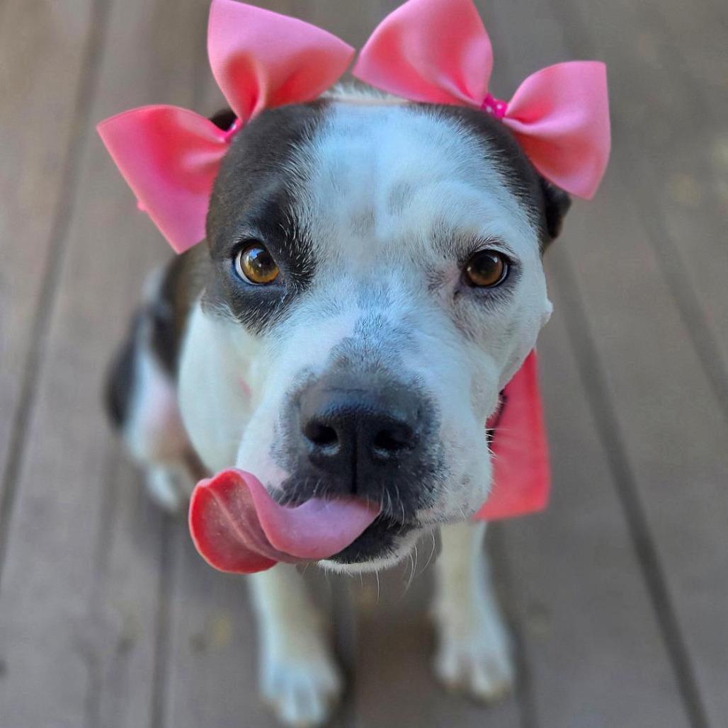 Clover, a Adoptable mixed breed in San Antonio, TX image 3/5