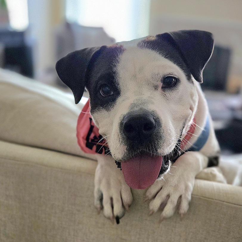 Clover, a Adoptable mixed breed in San Antonio, TX image 4/5