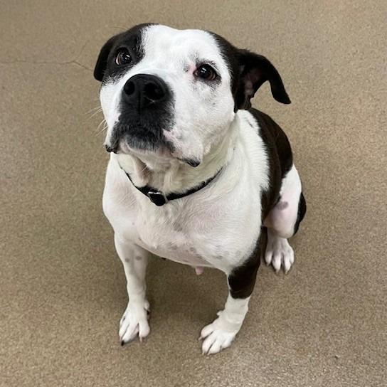 Clover, a Adoptable mixed breed in San Antonio, TX image 5/5