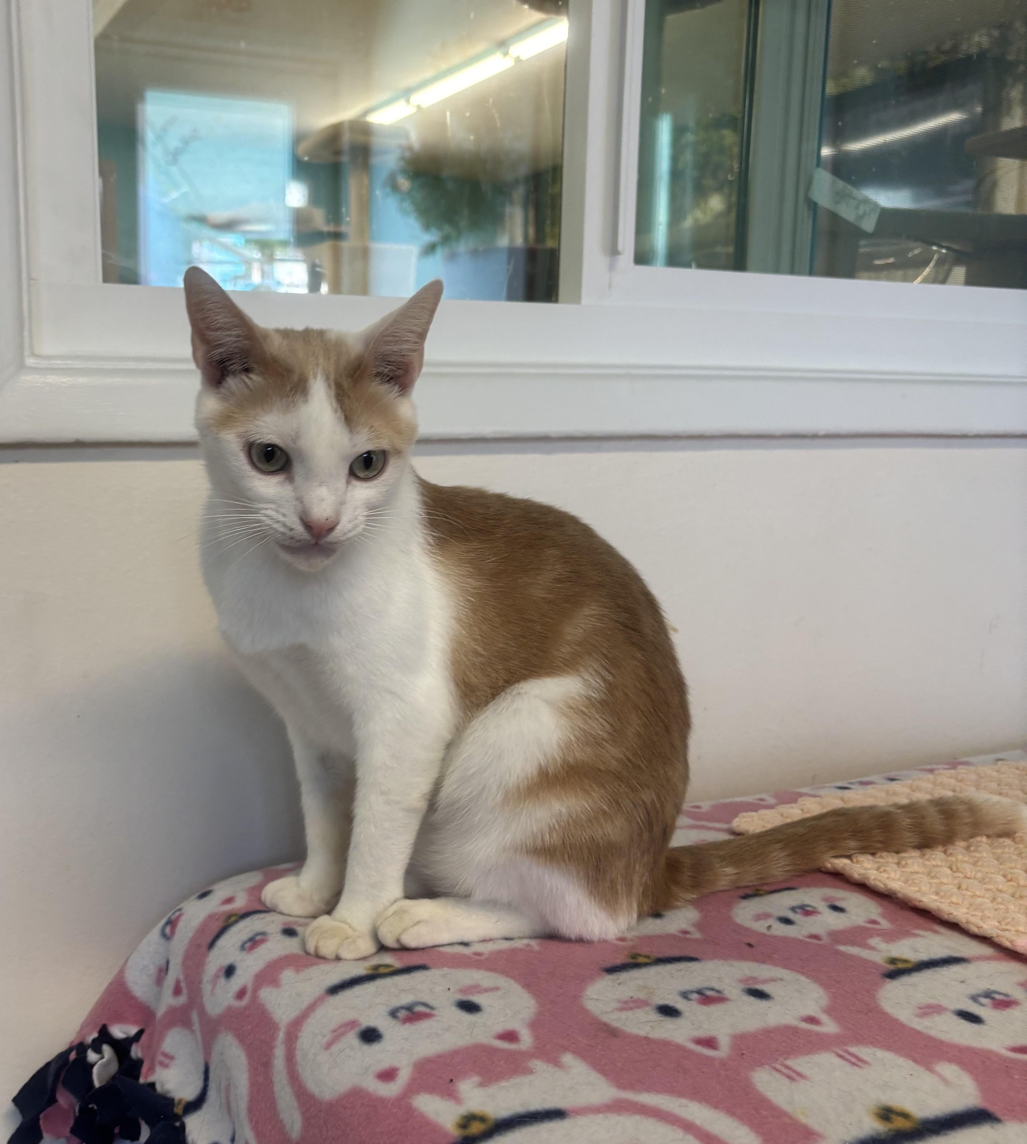 Enlarge Tiny, a Adoptable Domestic Short Hair in Whittier, CA image 1/6
