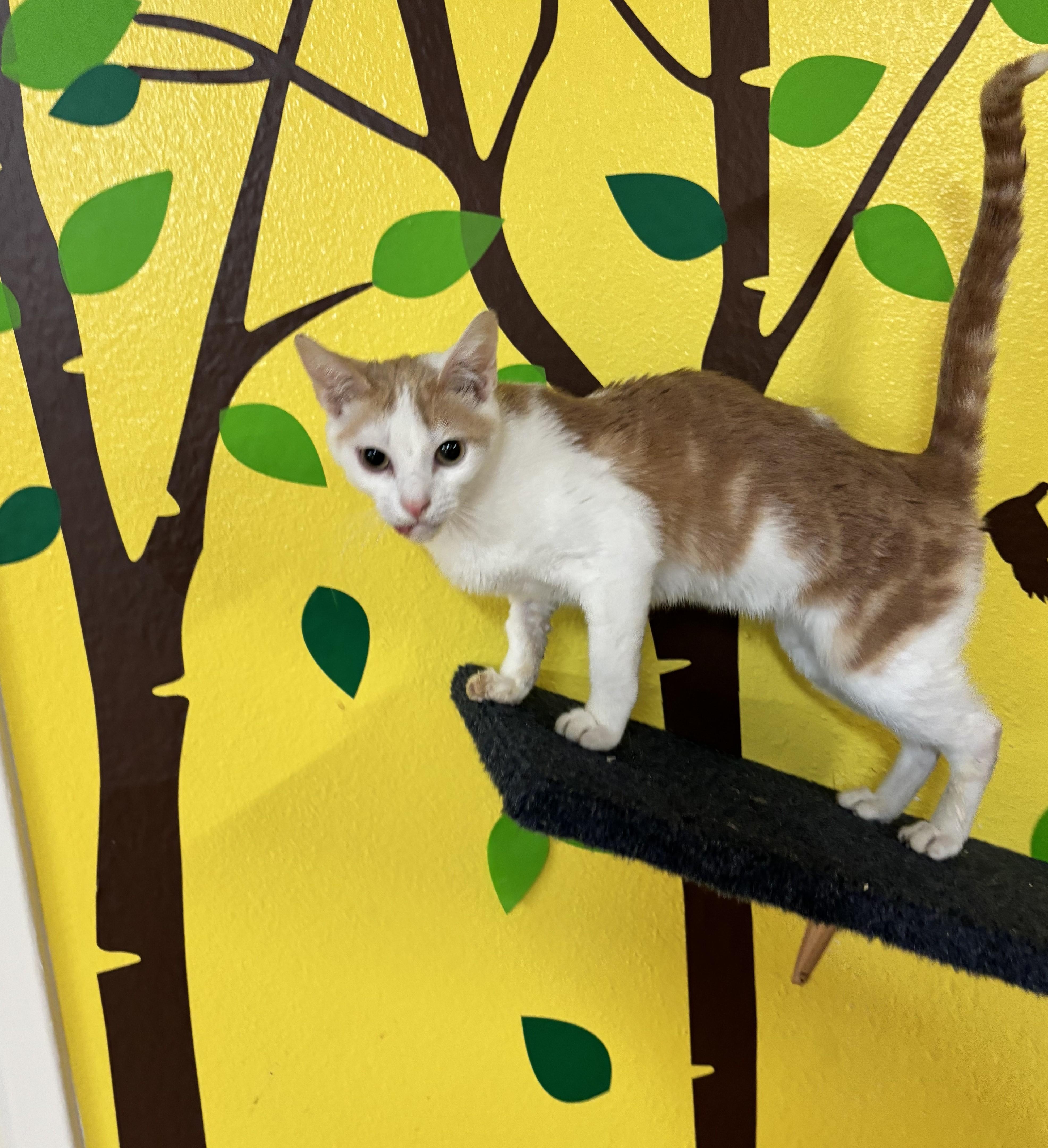 Enlarge Tiny, a Adoptable Domestic Short Hair in Whittier, CA image 5/6