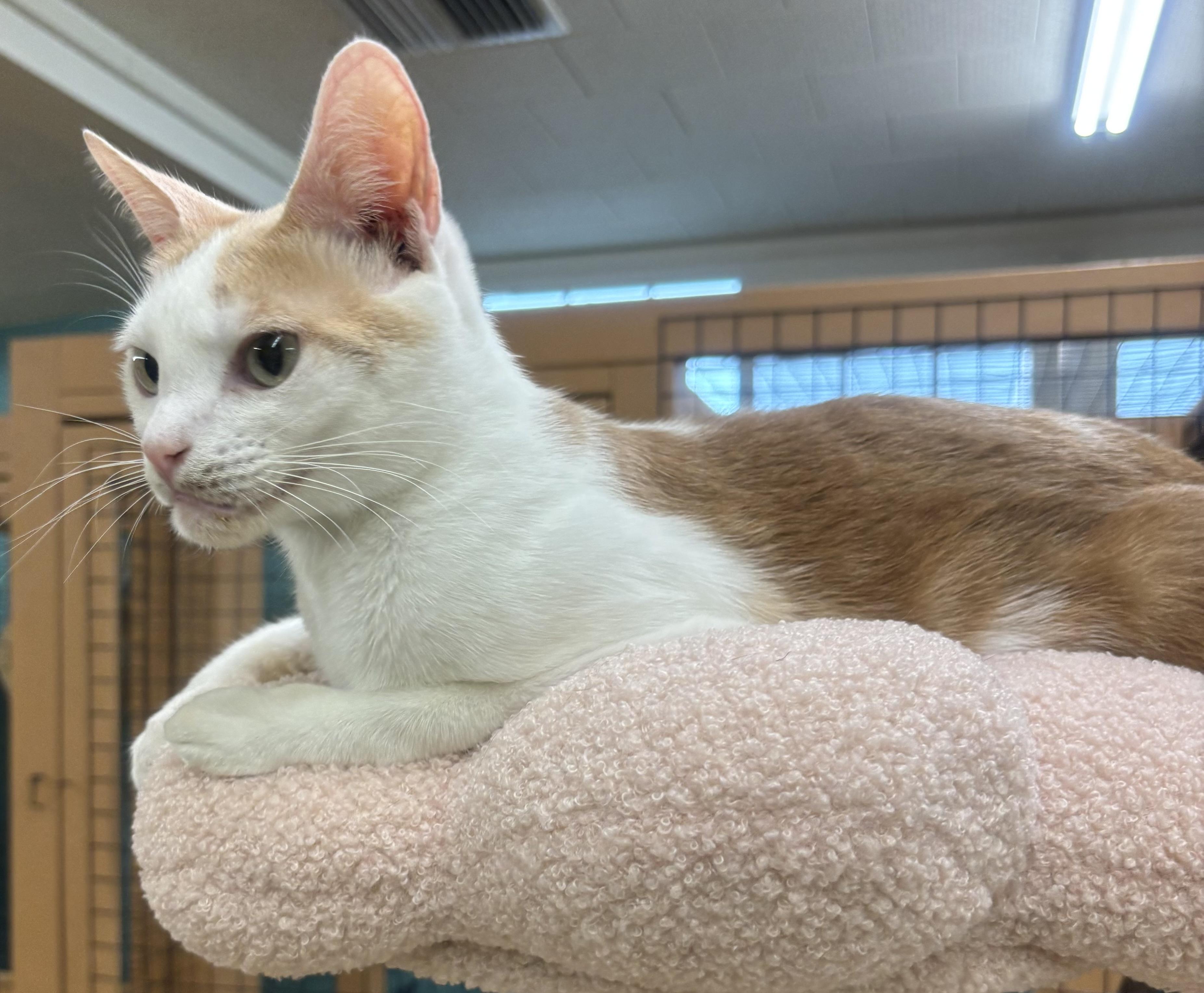 Enlarge Tiny, a Adoptable Domestic Short Hair in Whittier, CA image 5/6