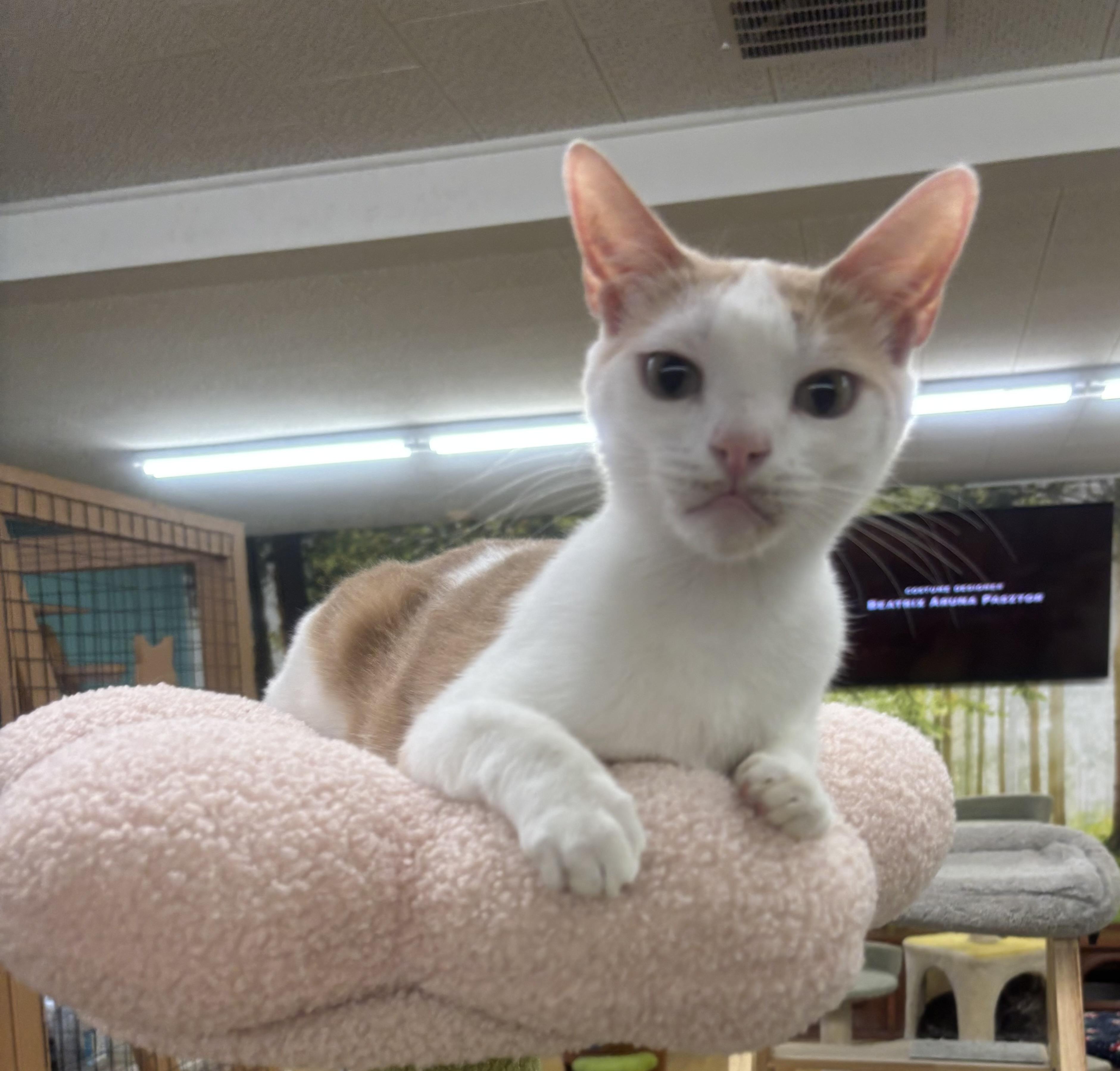 Tiny, Adoptable, Adult Male Domestic Short Hair.