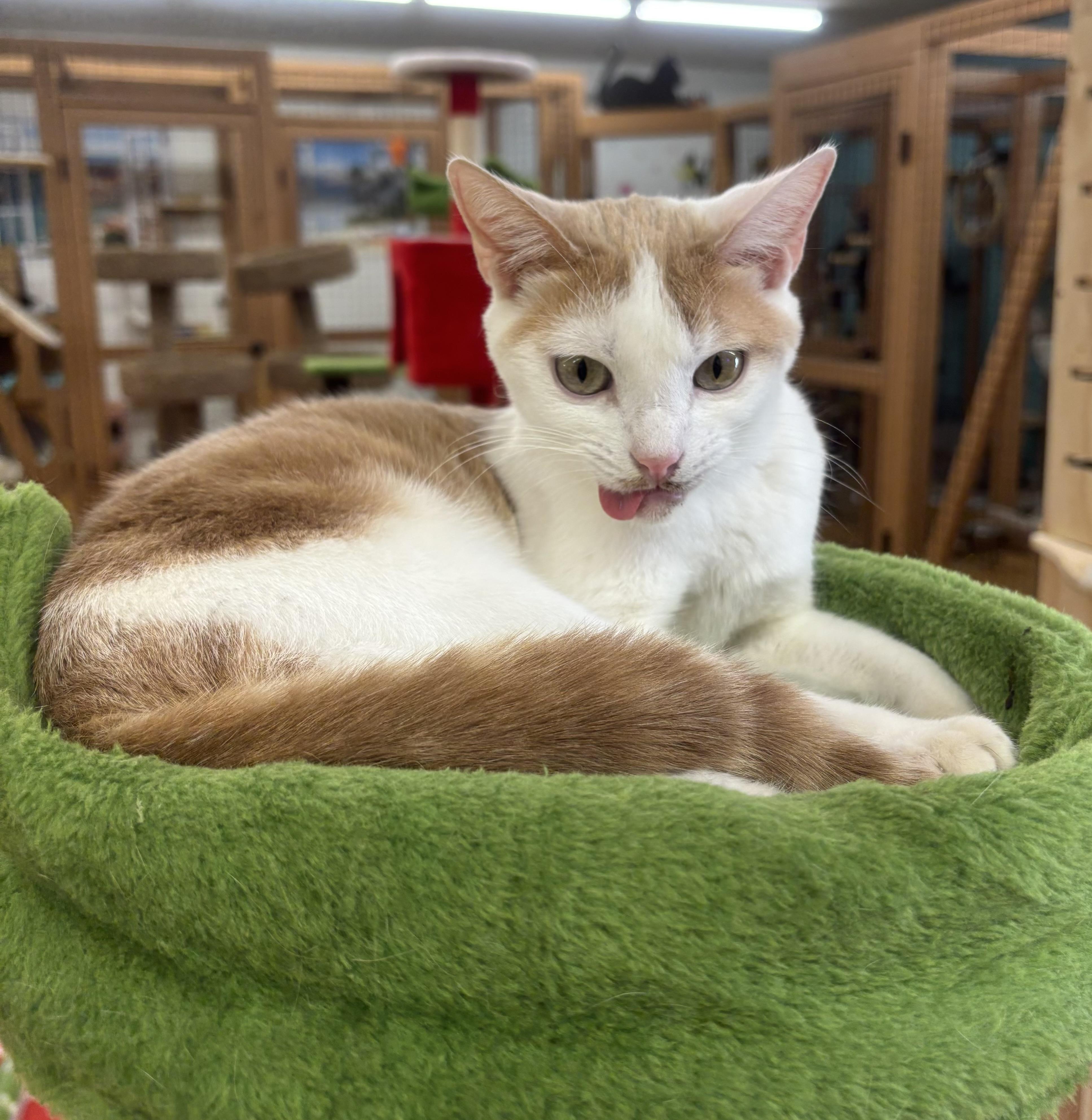 Enlarge Tiny, a Adoptable Domestic Short Hair in Whittier, CA image 3/6