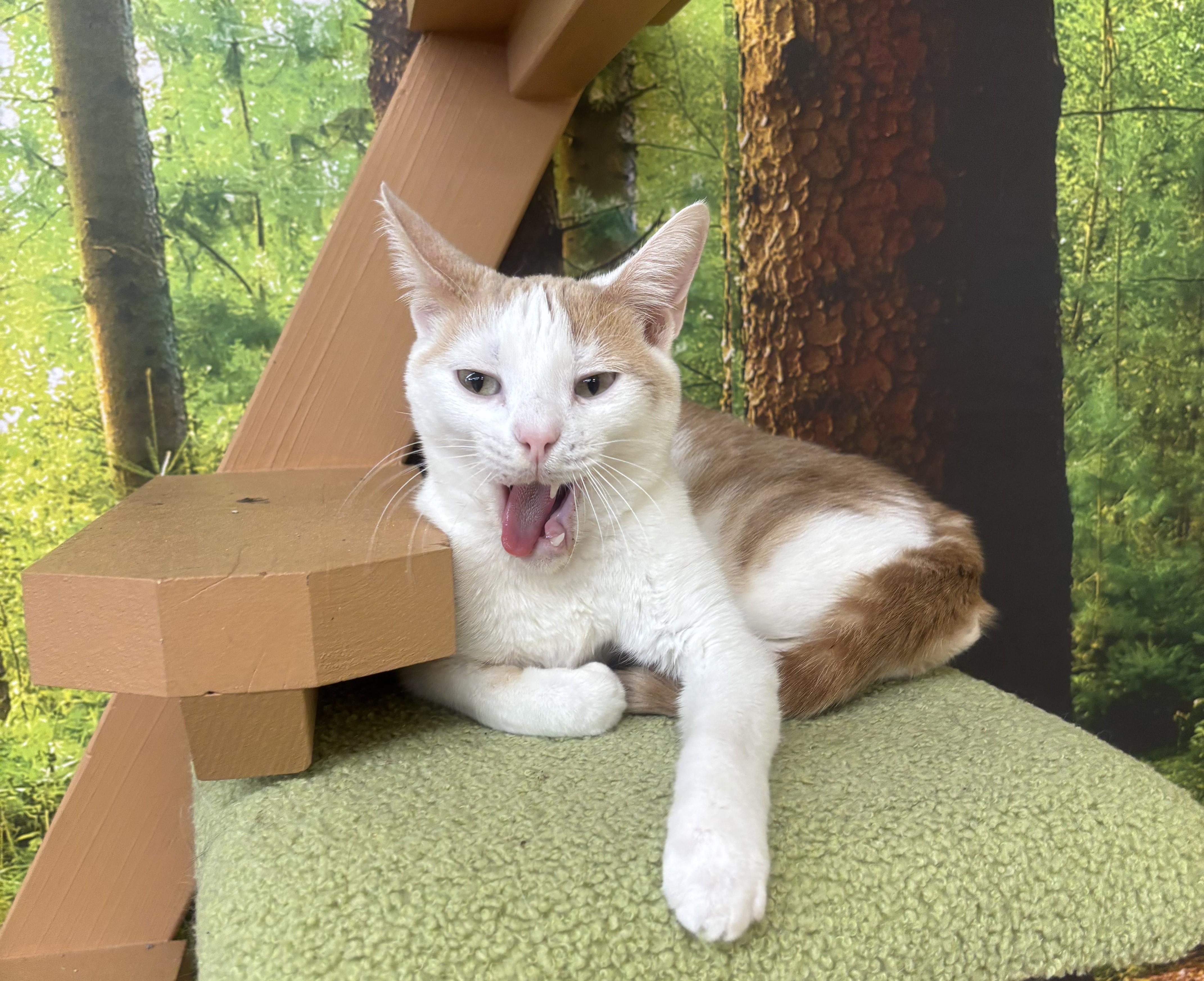 Enlarge Tiny, a Adoptable Domestic Short Hair in Whittier, CA image 2/6