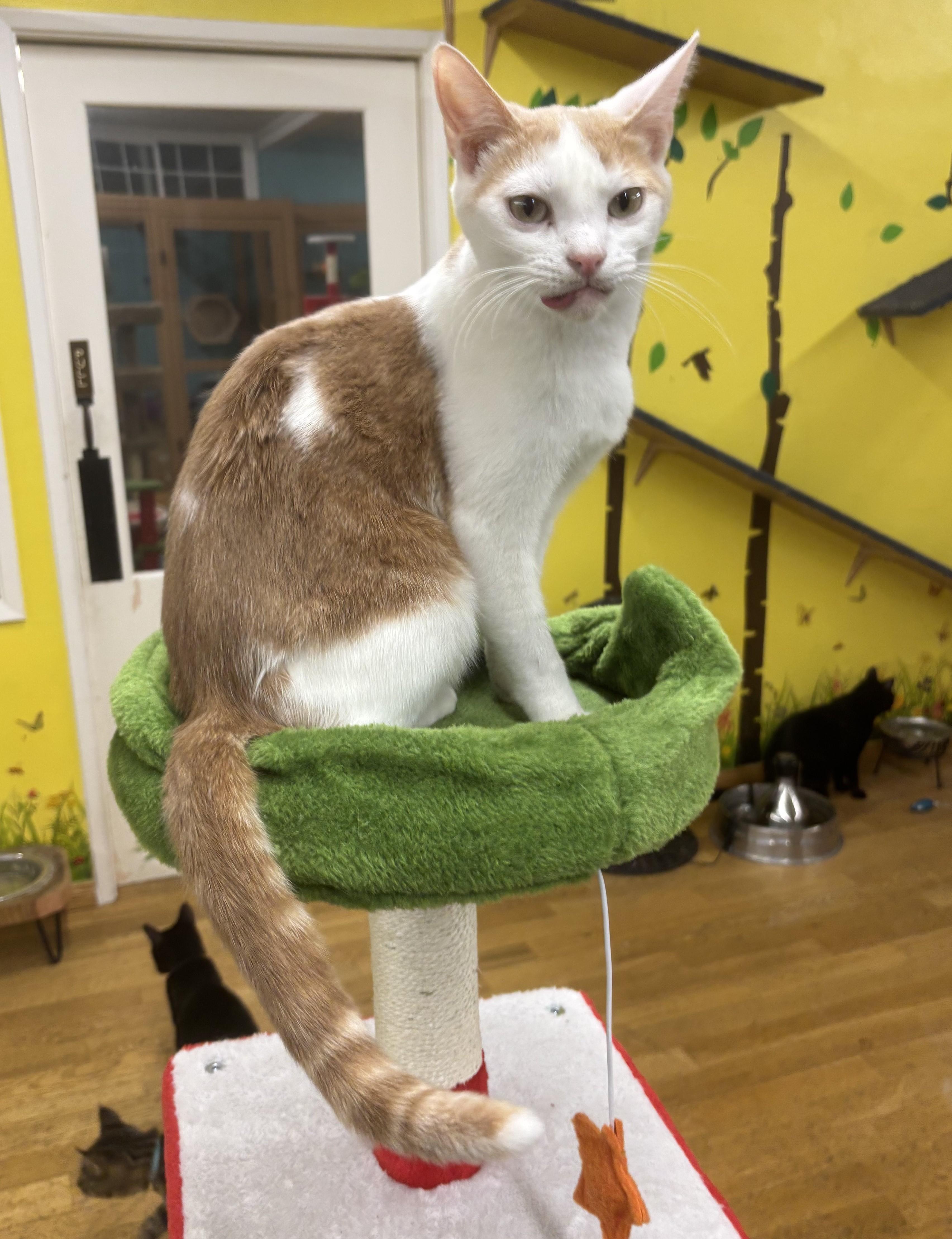 Enlarge Tiny, a Adoptable Domestic Short Hair in Whittier, CA image 4/6