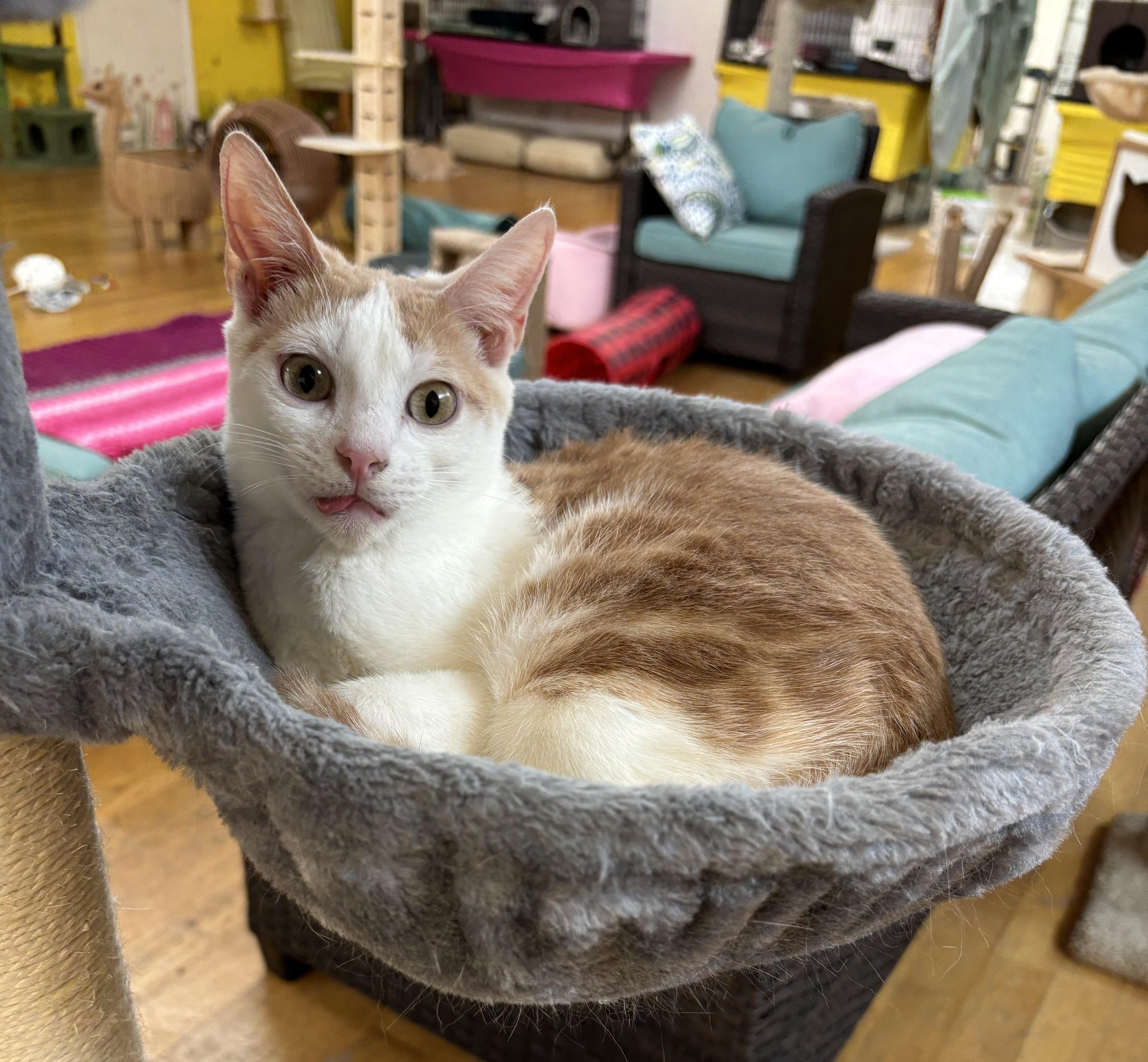 Enlarge Tiny, a Adoptable Domestic Short Hair in Whittier, CA image 6/6