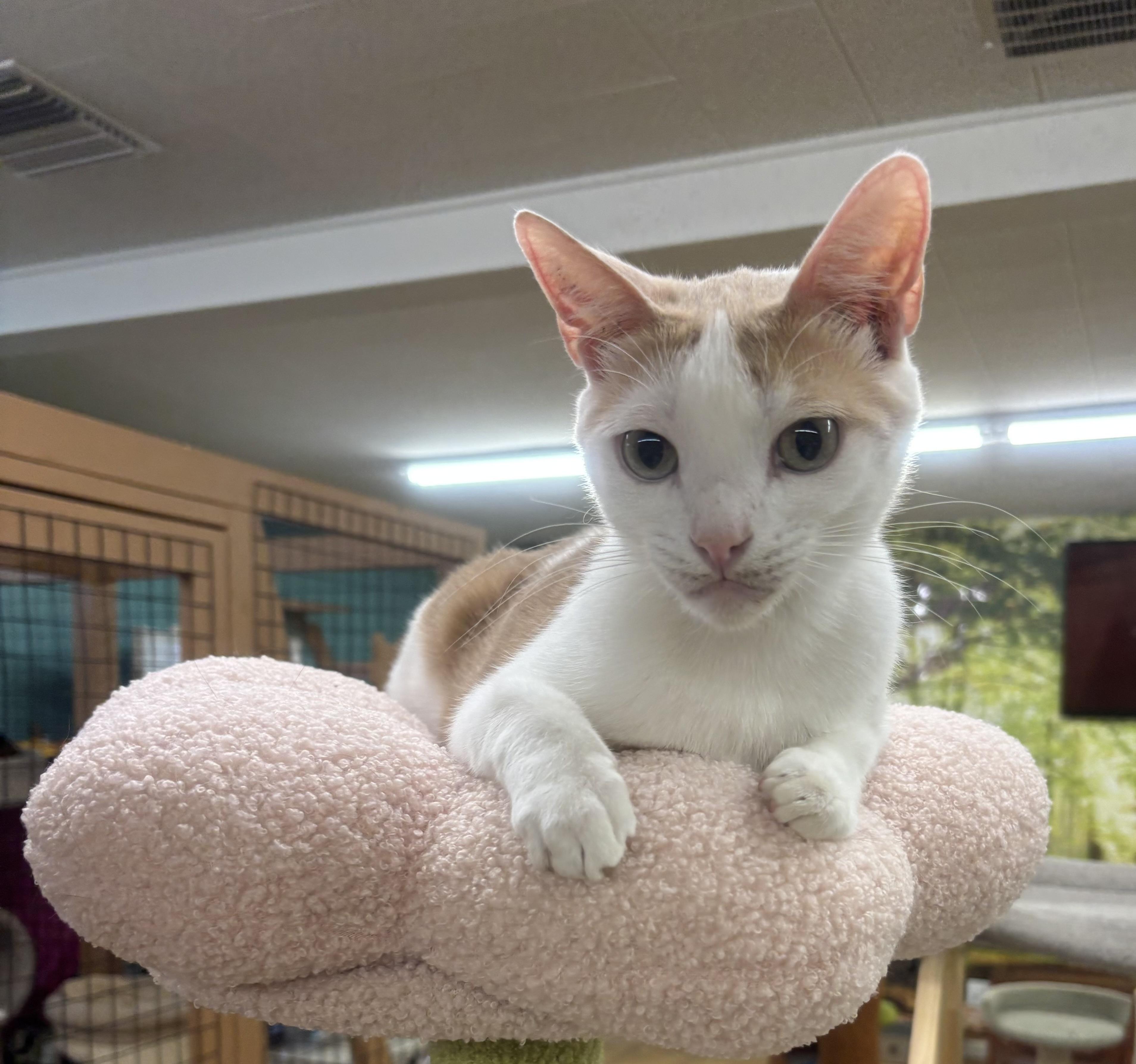 Enlarge Tiny, a Adoptable Domestic Short Hair in Whittier, CA image 3/6