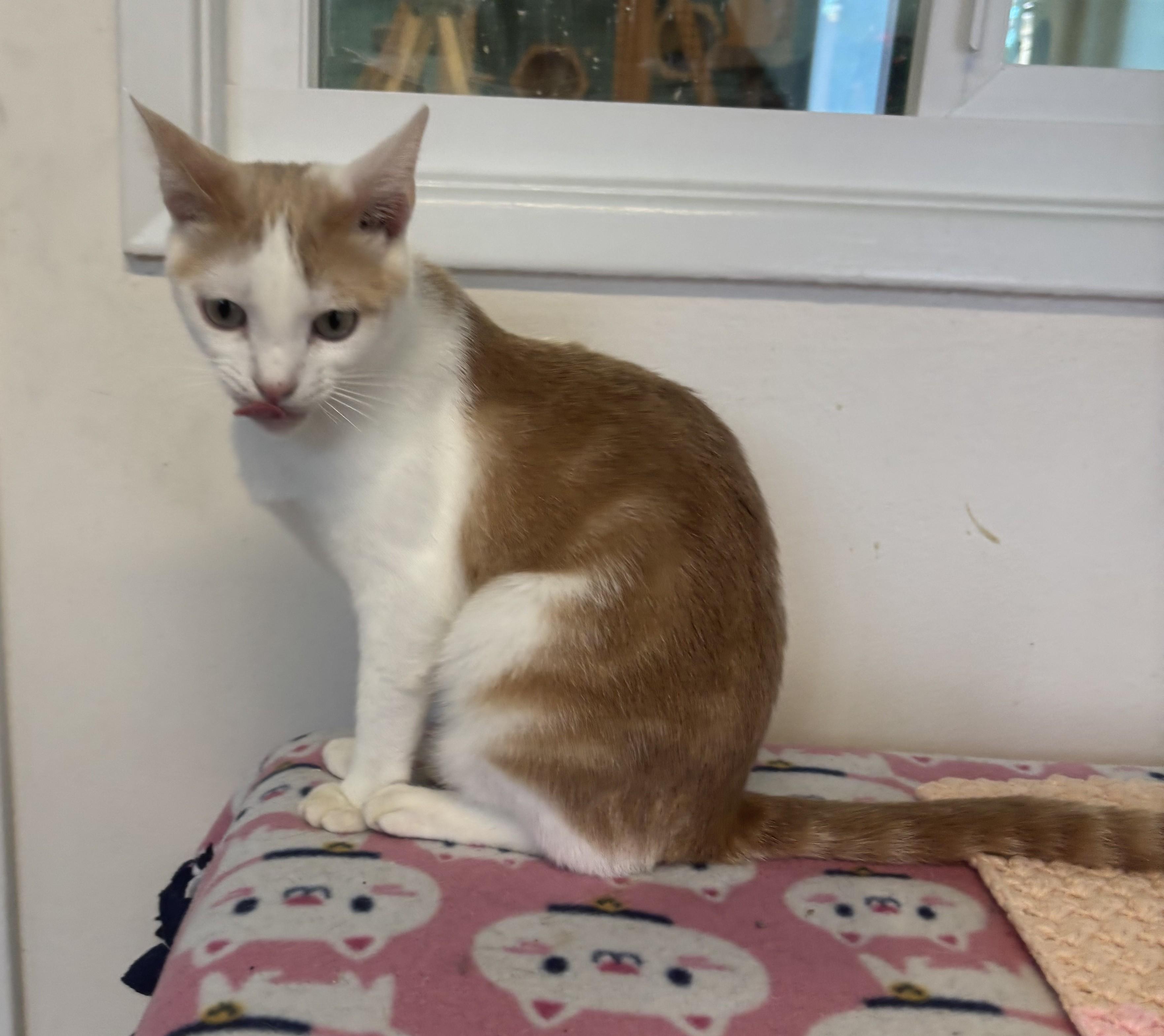 Enlarge Tiny, a Adoptable Domestic Short Hair in Whittier, CA image 6/6