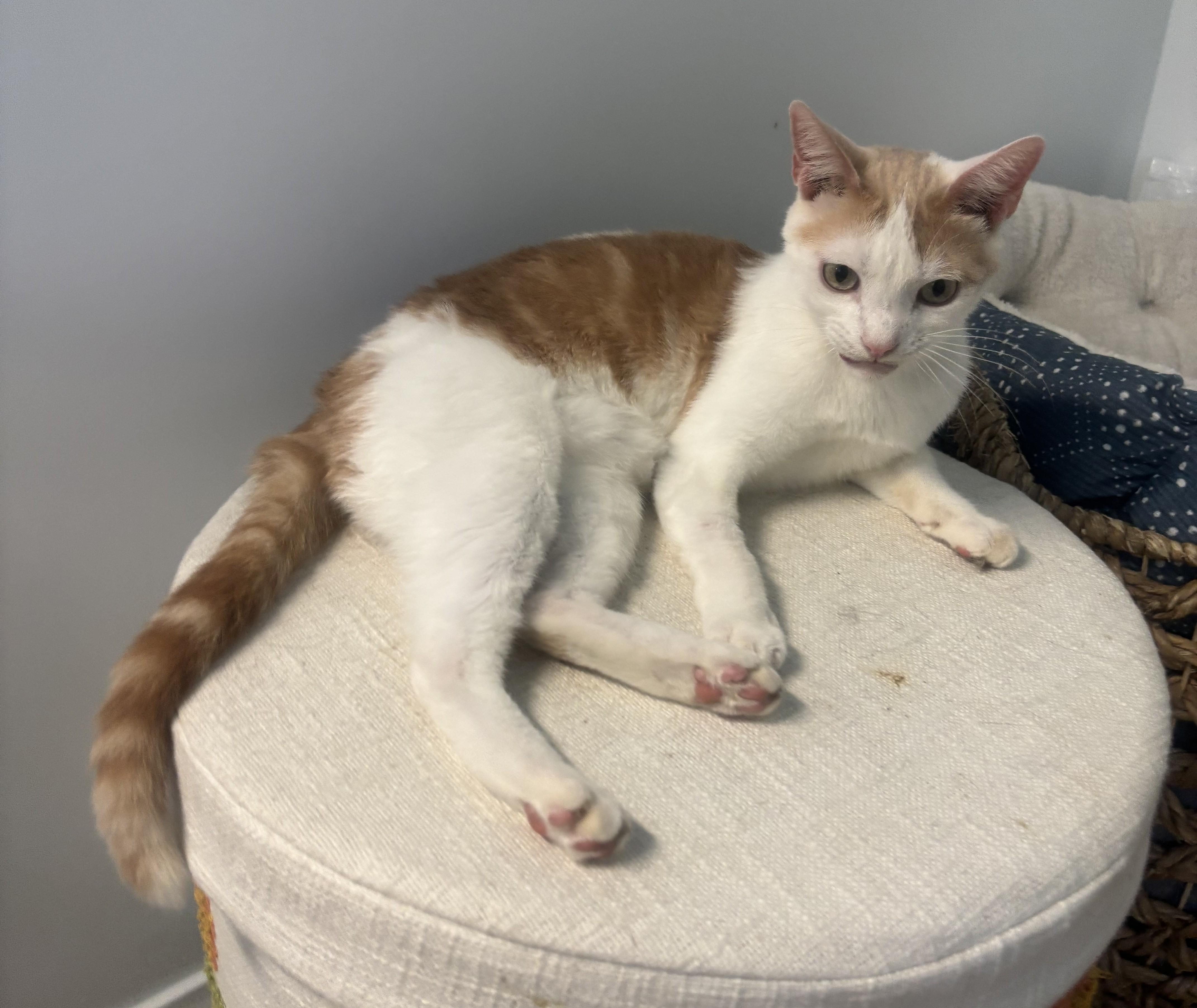 Enlarge Tiny, a Adoptable Domestic Short Hair in Whittier, CA image 4/6