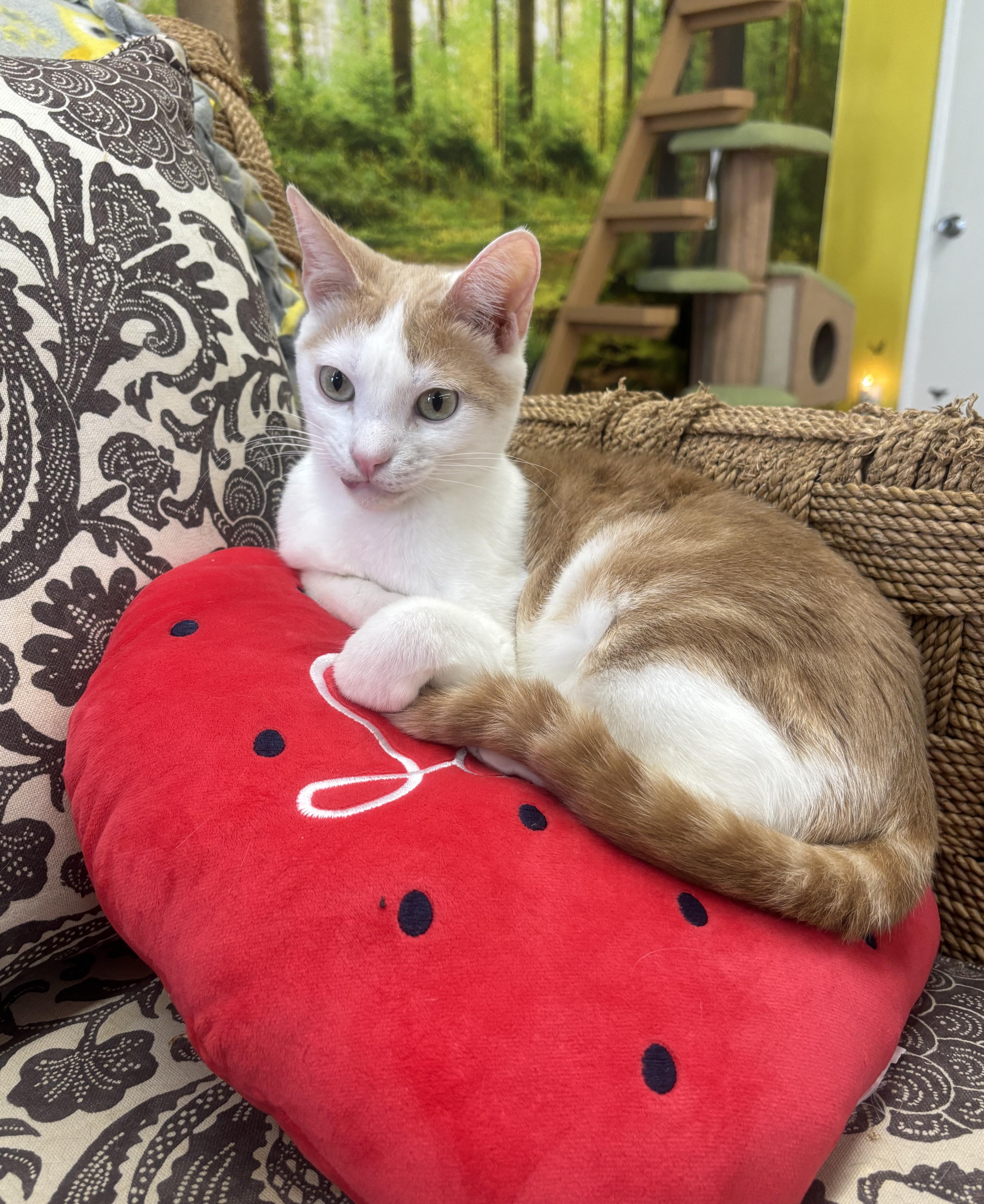 Enlarge Tiny, a Adoptable Domestic Short Hair in Whittier, CA image 1/6