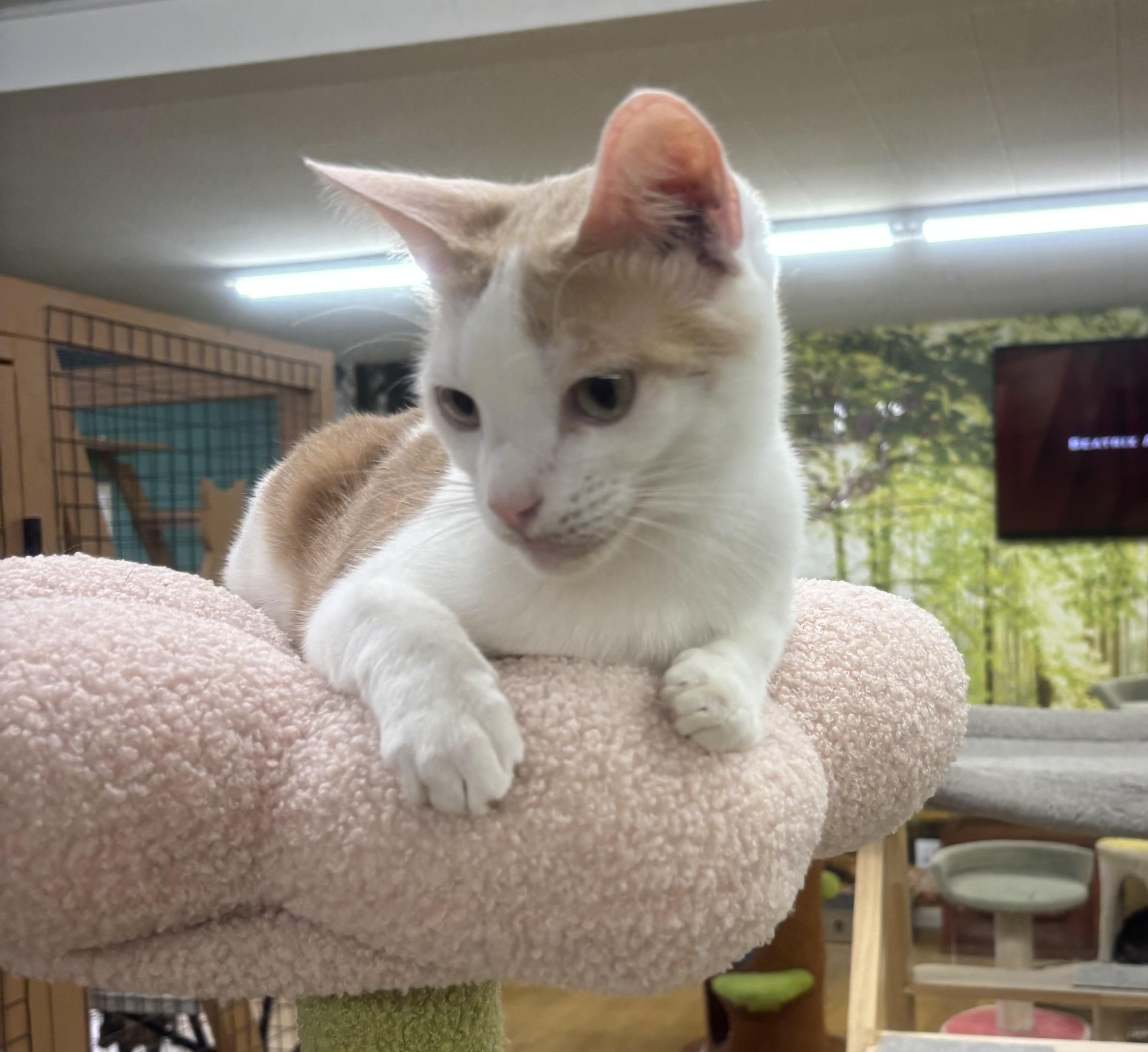 Enlarge Tiny, a Adoptable Domestic Short Hair in Whittier, CA image 4/6