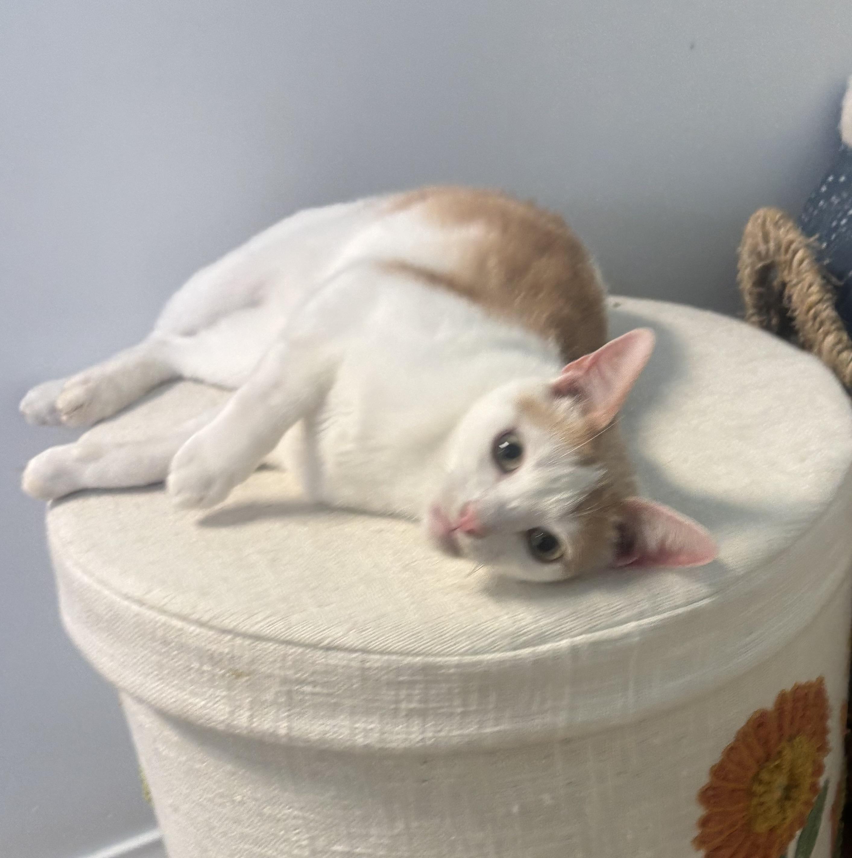 Tiny, Adoptable, Adult Male Domestic Short Hair.