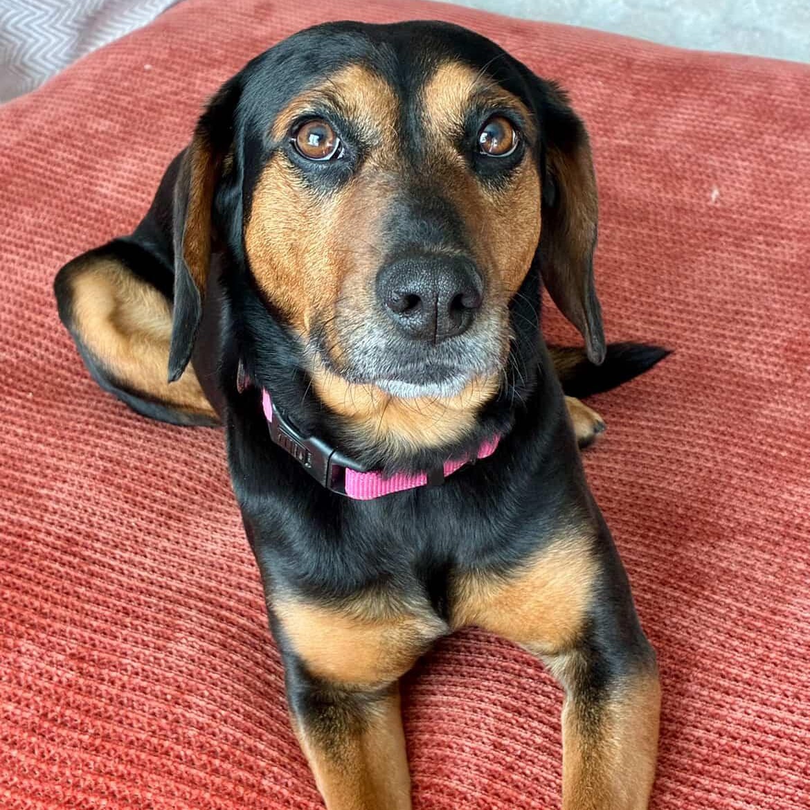 Lady Bird, ADOPTABLE, Adult Female Hound & Beagle.
