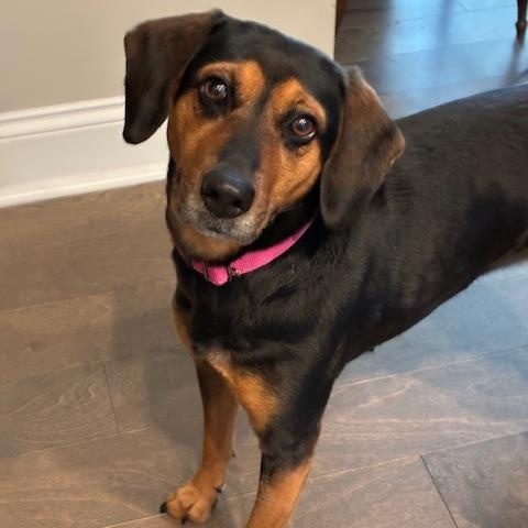 Lady Bird, ADOPTABLE, Adult Female Hound & Beagle.