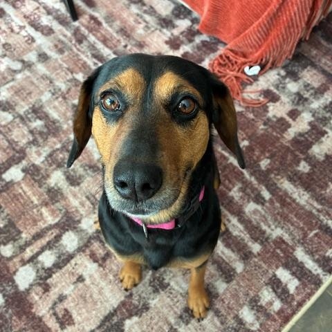 Enlarge Lady Bird, a ADOPTABLE mixed breed in Rock Hill, SC image 4/5