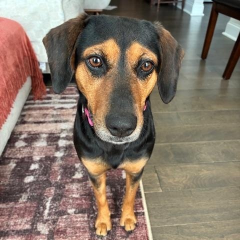 Enlarge Lady Bird, a ADOPTABLE mixed breed in Rock Hill, SC image 2/5